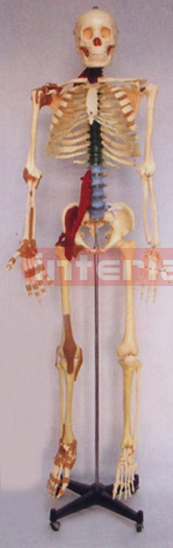 168 CM TALL GENERAL HUMAN SKELETAL MULTIFUNCTIONAL MODEL